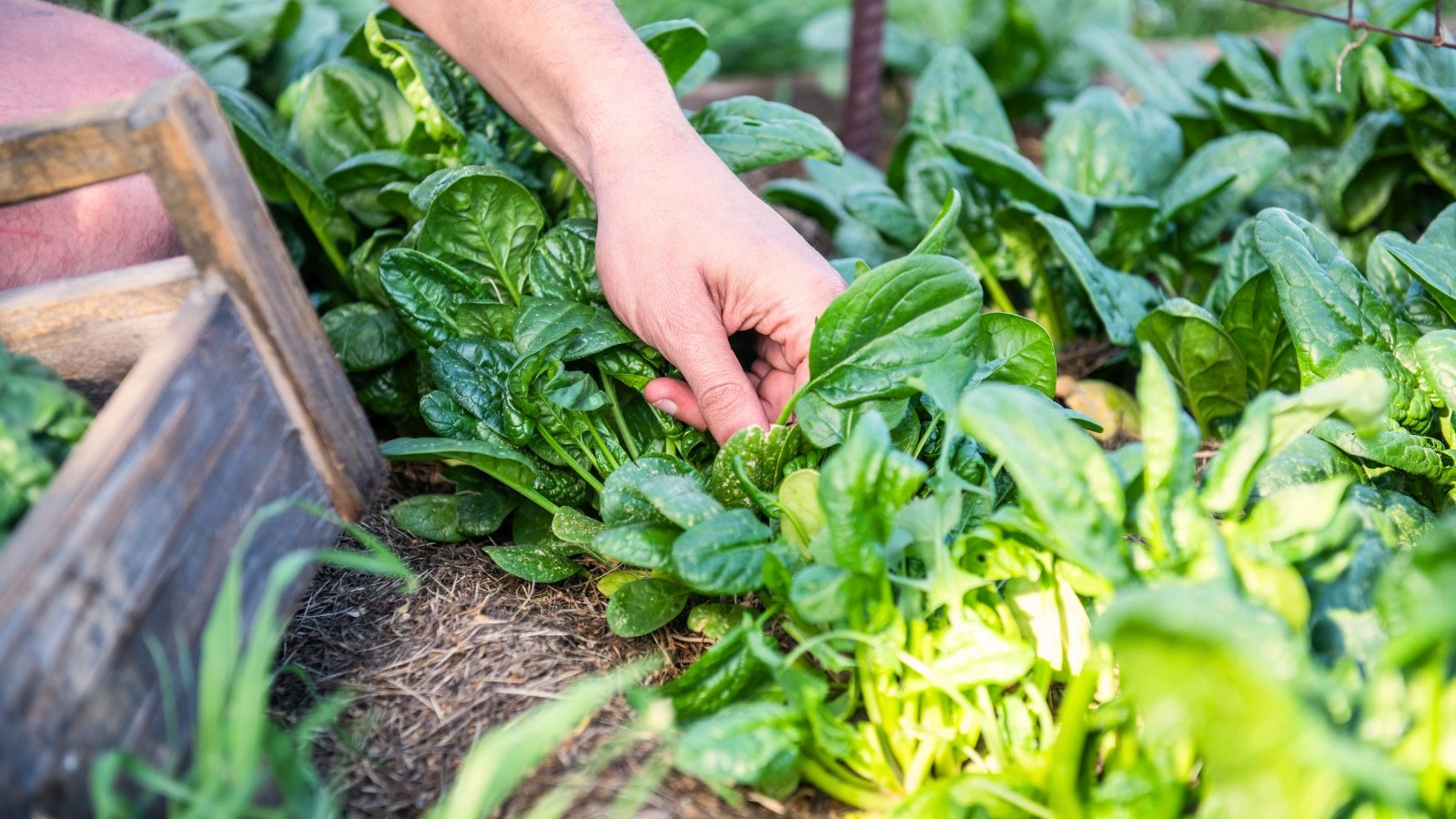 Close-up of a gardenerβs hands gathering dark green, smooth, slightly crinkled spinach leaves from the soil.