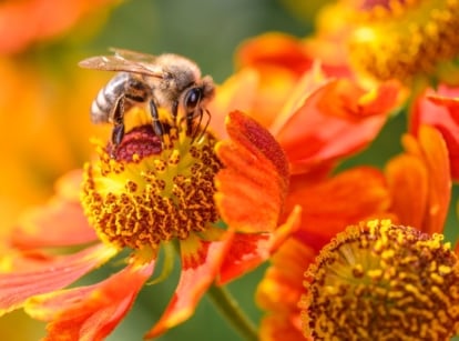 Bee pollinates a bright yellow common sneezeweed flower in summer, showing how native blooms help pollinators thrive.