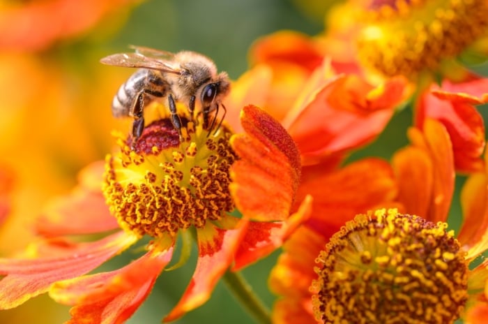 Bee pollinates a bright yellow common sneezeweed flower in summer, showing how native blooms help pollinators thrive.