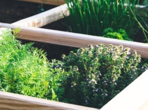 A lush mix of finely textured feathery dill, tiny oval thyme leaves, curly and ruffled parsley, and slender, smooth chive leaves densely packed in a raised garden bed, showing common herb seeds that you can plant now for a flourishing fall garden.