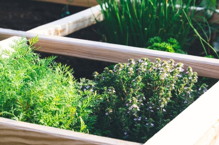 A lush mix of finely textured feathery dill, tiny oval thyme leaves, curly and ruffled parsley, and slender, smooth chive leaves densely packed in a raised garden bed, showing common herb seeds that you can plant now for a flourishing fall garden.
