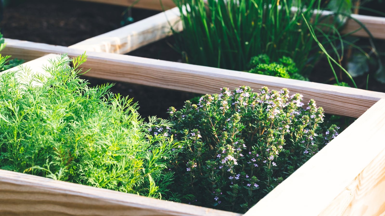 A lush mix of finely textured feathery dill, tiny oval thyme leaves, curly and ruffled parsley, and slender, smooth chive leaves densely packed in a raised garden bed, showing common herb seeds that you can plant now for a flourishing fall garden.