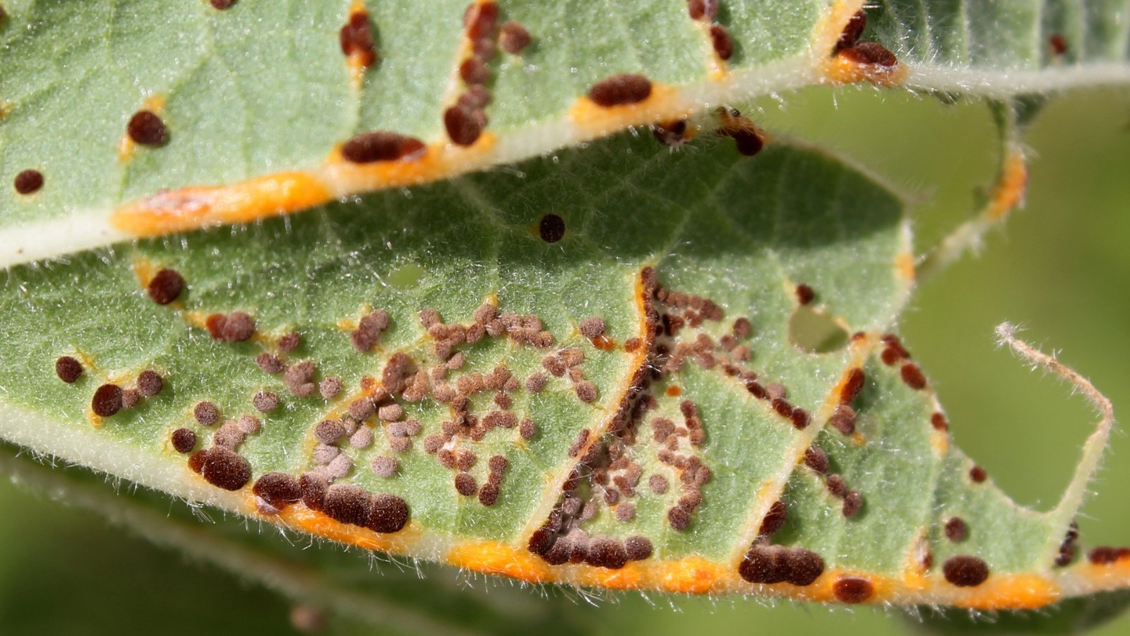 Close-up of a green leaf with rust disease, showing raised orange-brown pustules scattered across the textured surface.