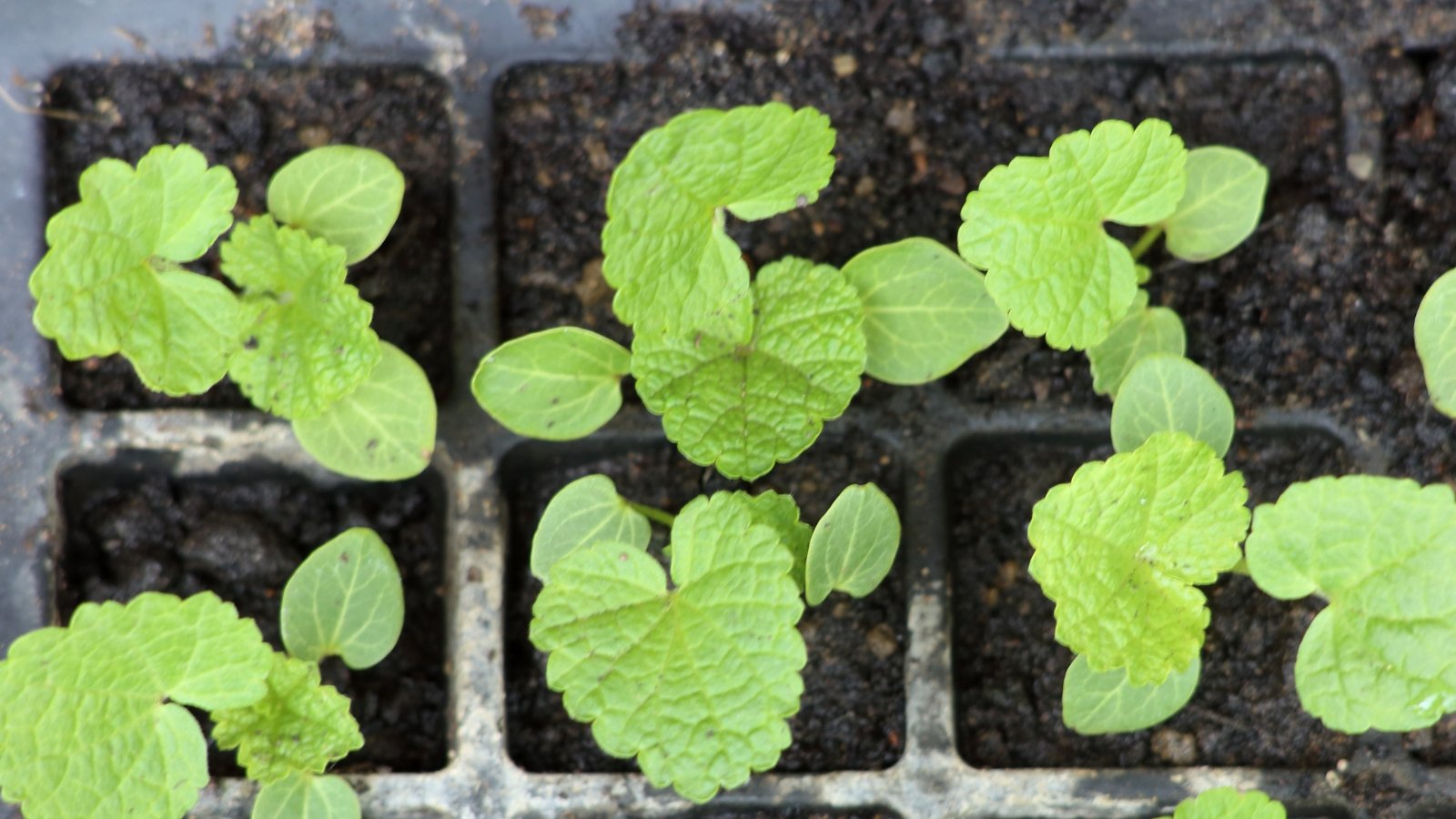 Close-up of young sprouts in a tray, showing bright green cotyledons and small true leaves emerging from dark, moist soil.