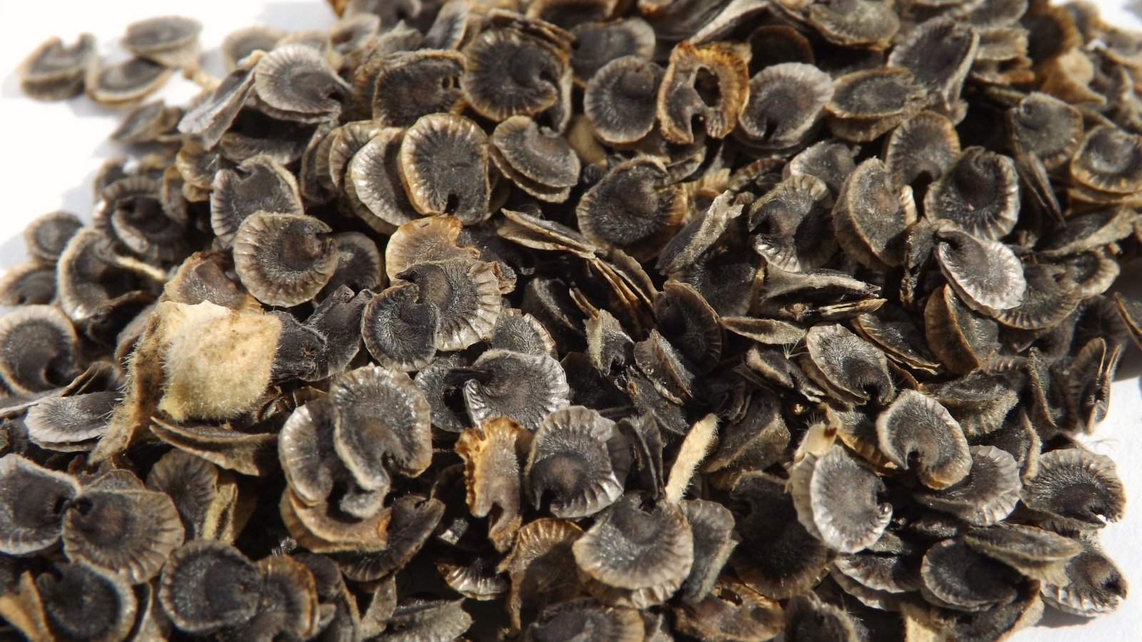 Close-up of a small pile of flattened, oval, dark brown seeds with a slightly rough, matte surface on a white background.
