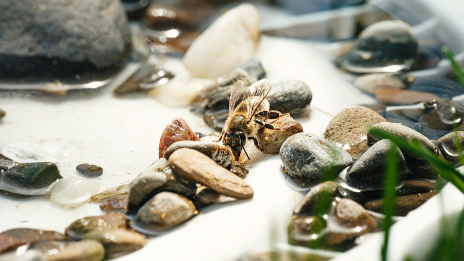 A honeybee drinking water on sunlit, smooth stones within a shallow birdbath.