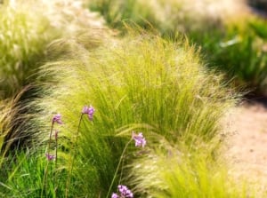Fine, wispy clumps of ornamental grass with delicate, feathery blooms grow densely in a hot, dry garden.