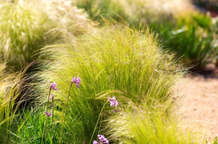 Fine, wispy clumps of ornamental grass with delicate, feathery blooms grow densely in a hot, dry garden.