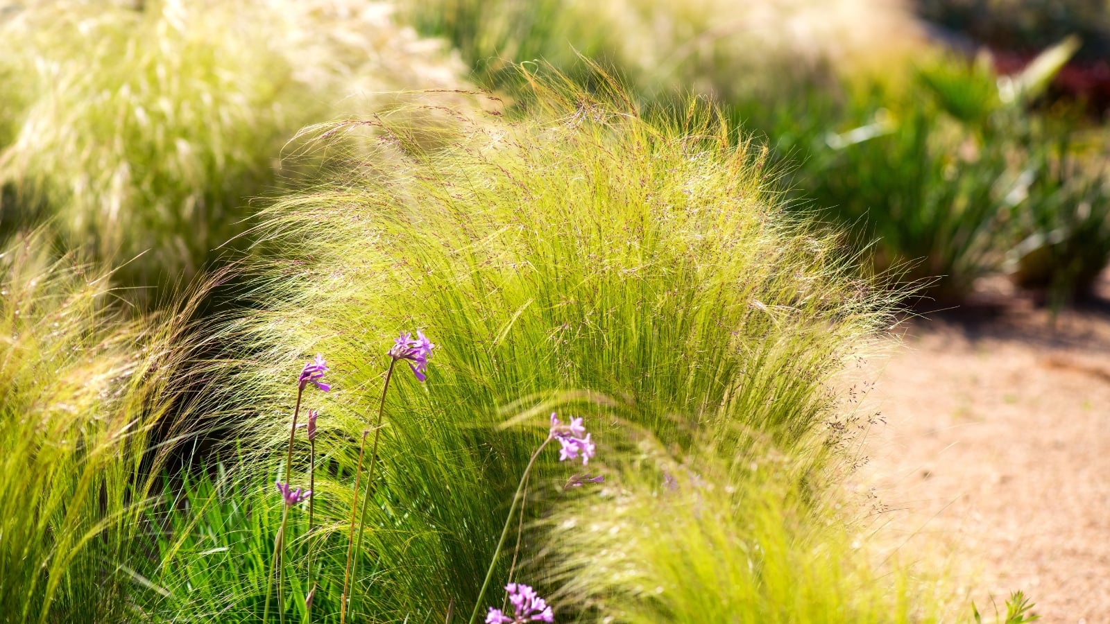 Fine, wispy clumps of ornamental grass with delicate, feathery blooms grow densely in a hot, dry garden.