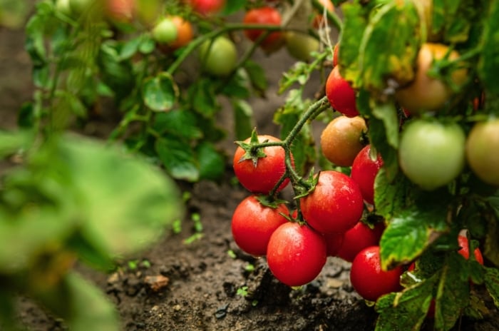 Close-up of ripening bright red cherry tomatoes with water droplets nestled in damp black soil, surrounded by vibrant green foliage.
