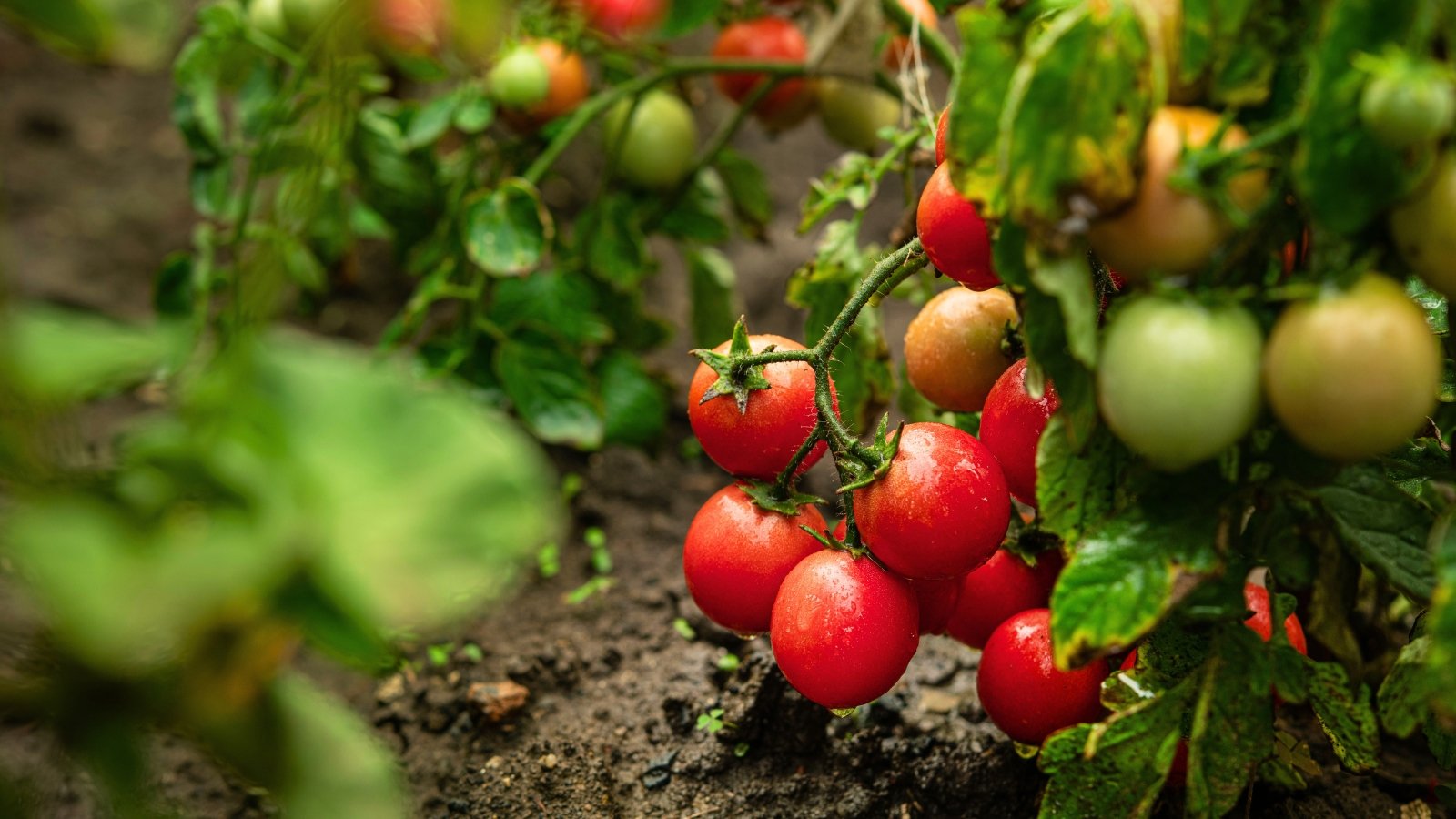 7 Tomato-Growing Tips for Hot and Humid Climates