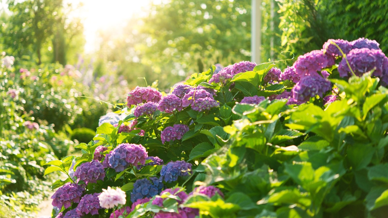 A lush hydrangea bush with dense clusters of vibrant blue and purple flowers, large serrated green leaves, and sturdy stems, flourishing in a sunlit garden.