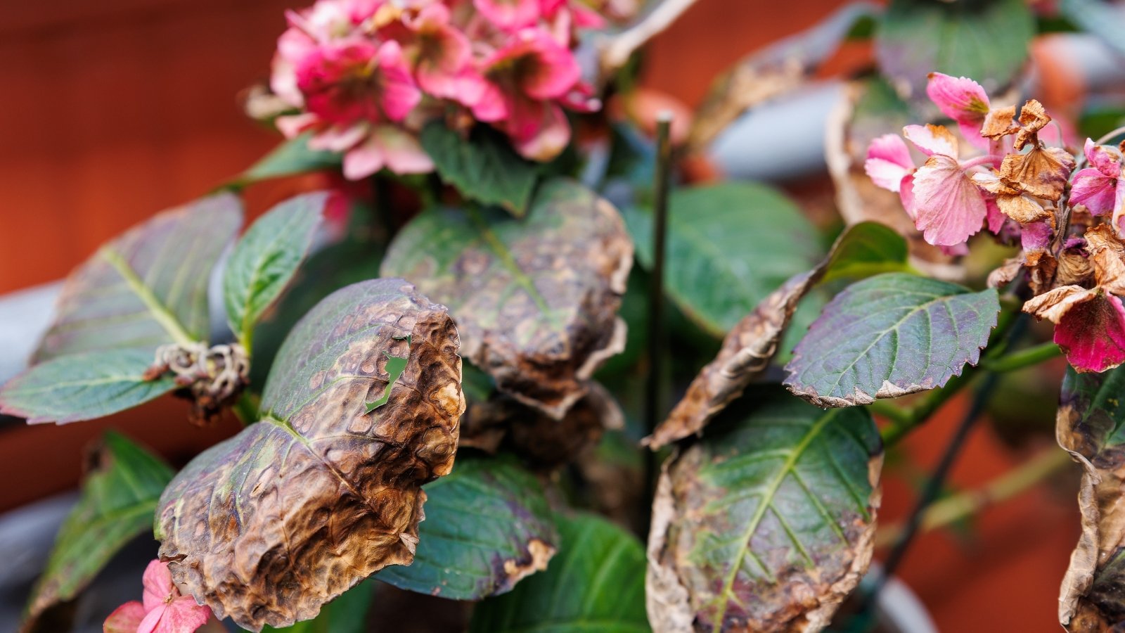 Pink hydrangea with vibrant flower clusters and green leaves showing brown, scorched edges.