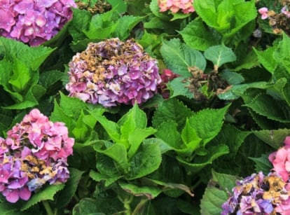 A lush hydrangea bush with large purple flower clusters showing small, slightly drying flowers and green leaves with brown, crispy edges from drought.