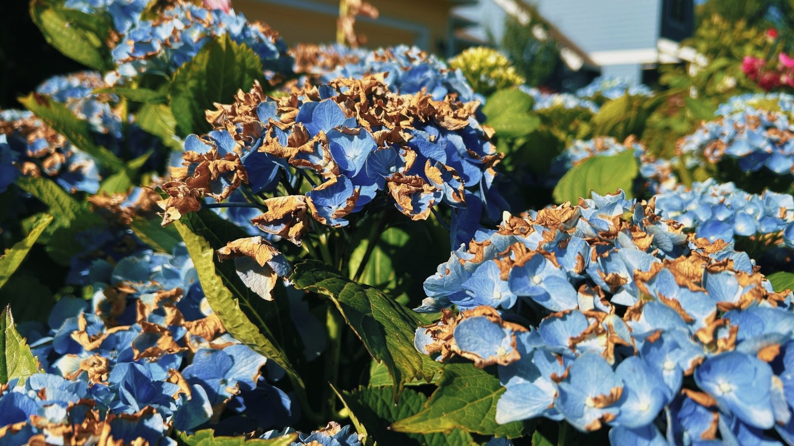 Blue hydrangeas with rounded flower clusters showing wilting, dry petals, and broad green leaves with curled, brown edges.
