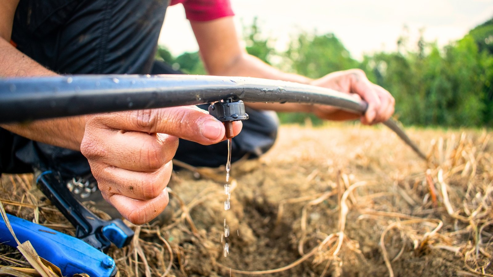 Male gardener adjusting drip irrigation system, holding a black hose with a visible drip hole releasing water onto a mulched garden bed.