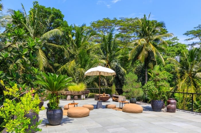 A large collection of jungle patio container plants with lush green leaves in different sized containers arranged on a stone patio.