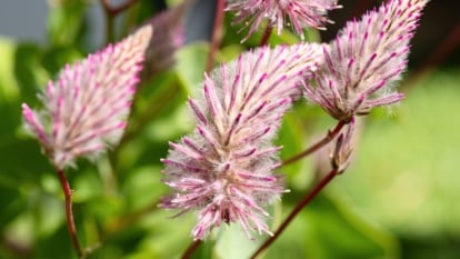 Feathery pink plumes made of countless soft florets shimmer with silvery hairs above broad gray-green foliage.