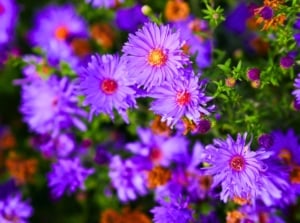 Close-up of late-season pollinator plants with dense clusters of vibrant purple flowers featuring yellow and orange centers.