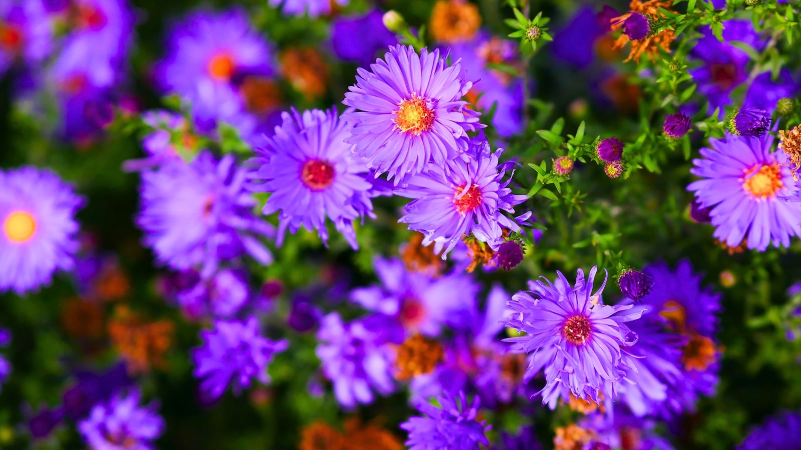 Close-up of late-season pollinator plants with dense clusters of vibrant purple flowers featuring yellow and orange centers.