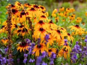 Low-water perennials with orange-yellow daisy-like flowers and spiky purple clusters.
