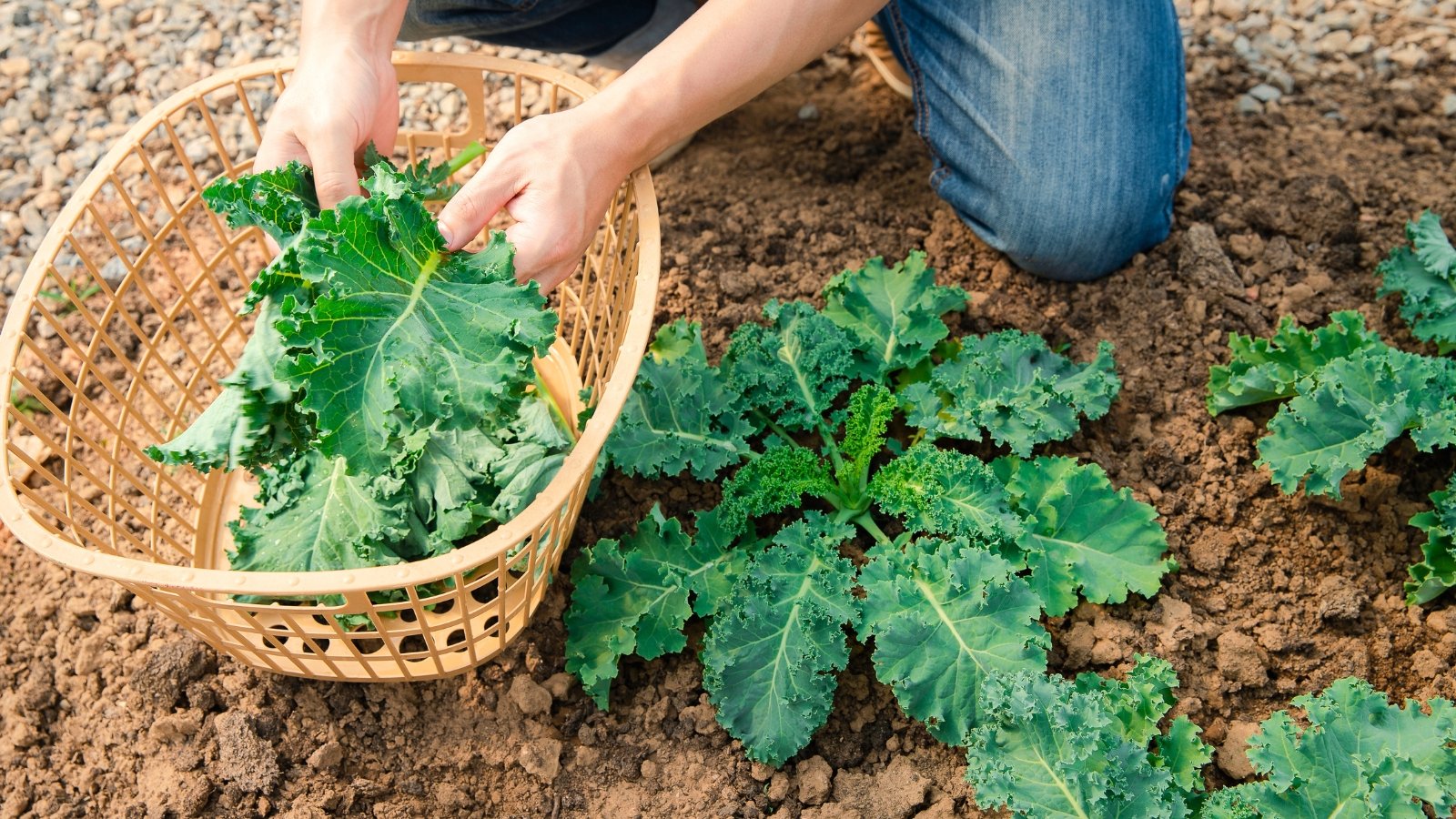 A man picks deep green kale leaves with curly edges and places them into a wicker basket while harvesting in the garden bed.