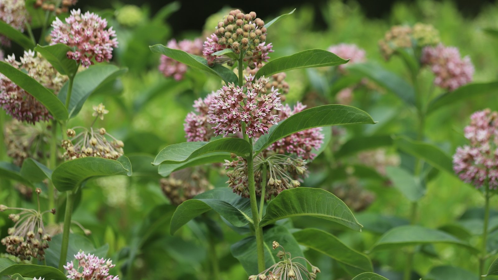 Pale pink ball-shaped flower clusters with broad oval green leaves and thick stems.