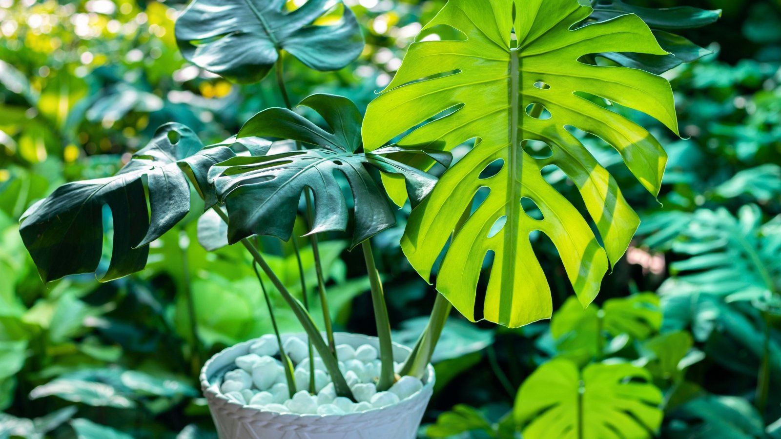 A large plant with glossy, deeply lobed and perforated green leaves on thick green stems.