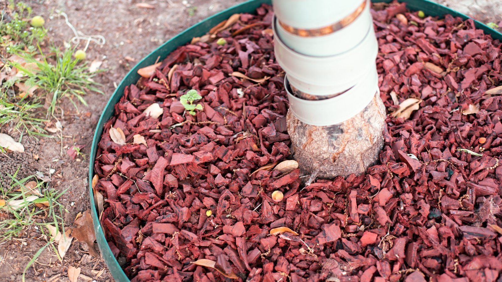 Top view of a plum tree trunk wrapped in spiral degradable plastic with red wood chip mulch spread around the base.