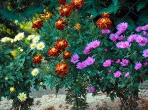 A vibrant flowerbed of light yellow and violet mums and dark orange marigolds in full bloom, illustrating the contrast in mums vs. marigolds.