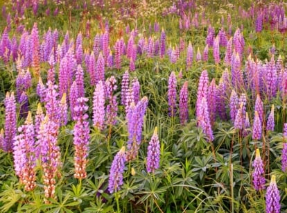 A vast field of tall pink and purple flower spikes rising above broad green leaves, native plants ideal to sow in September.