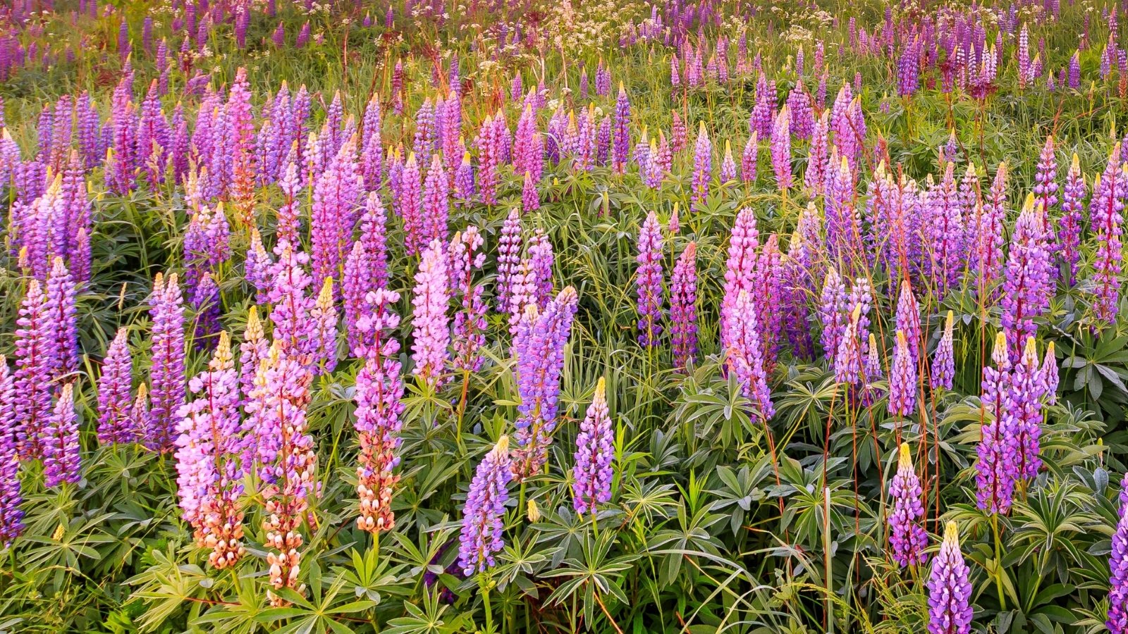 A vast field of tall pink and purple flower spikes rising above broad green leaves, native plants ideal to sow in September.