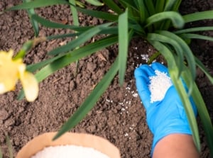 Close-up of a gardener’s gloved hand applying white granular fertilizer near blooming yellow daffodils with long strap-like green leaves, which should never be fertilized in August.