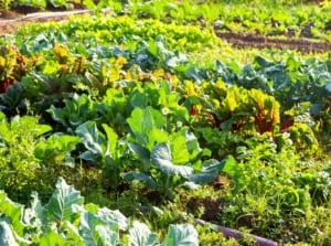 Vegetable garden with rows of nutritious plants including leafy kale, round cabbages, vibrant beet greens, and tender lettuce heads growing in rich soil.