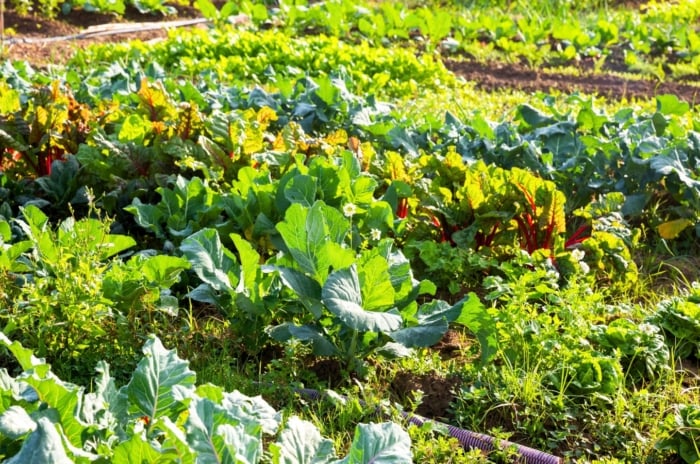Vegetable garden with rows of nutritious plants including leafy kale, round cabbages, vibrant beet greens, and tender lettuce heads growing in rich soil.
