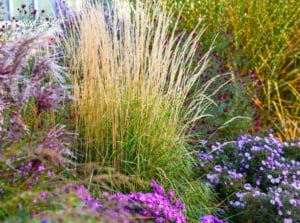 Garden flower bed showcasing an ornamental grass design with various arching grasses growing among vibrant blooming asters.