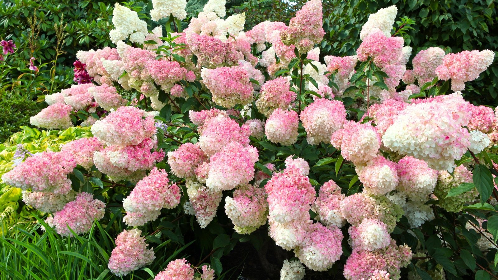 Large cone-shaped clusters of creamy white flowers with pink tips atop sturdy green stems and dark green serrated leaves.
