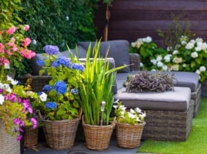 A collection of patio plants smells amazing in wicker baskets, featuring clusters of blue flowers, white blossoms, and tall green grass-like foliage.