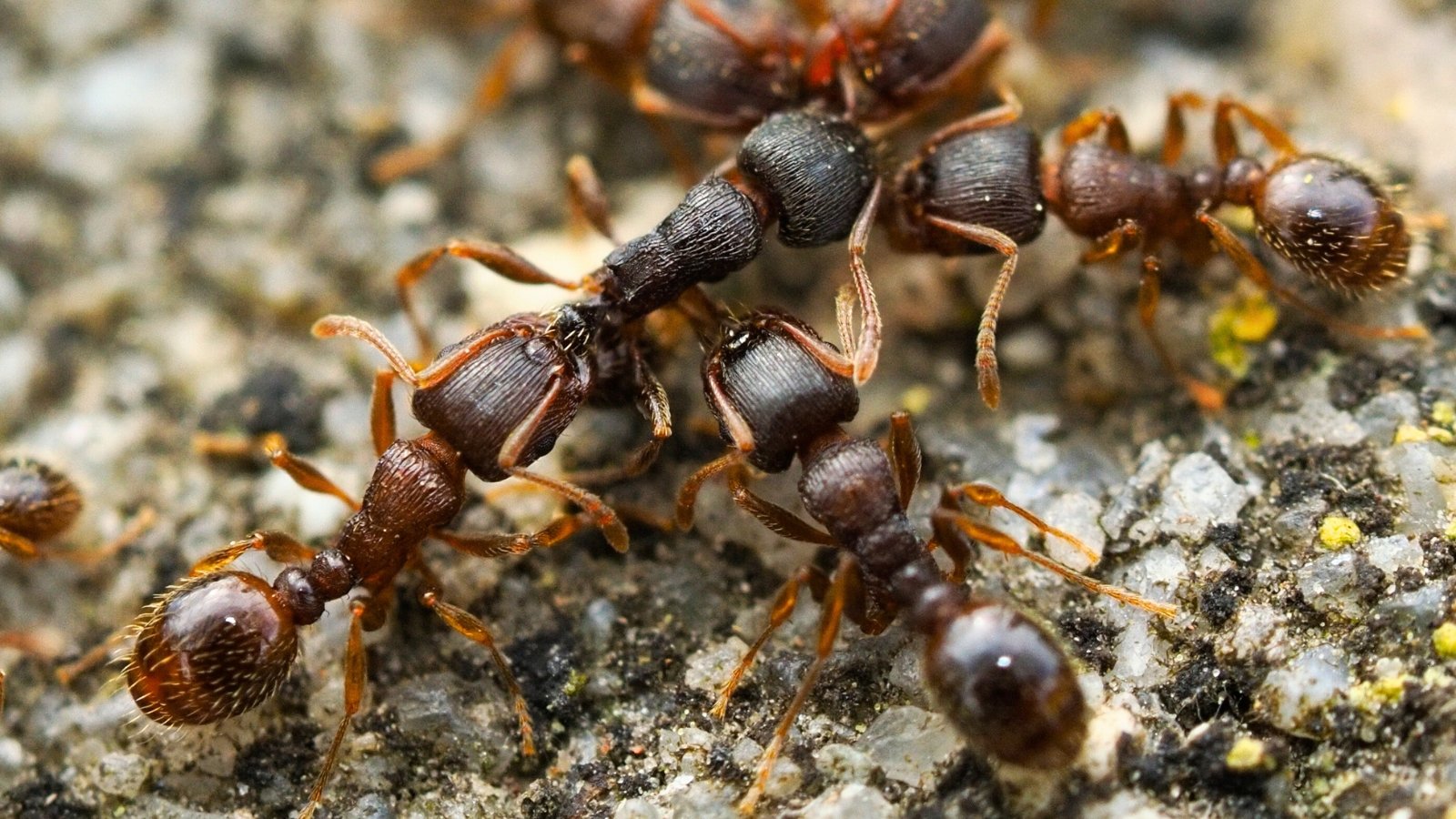 Close-up of Tetramorium immigrans pavement ants with dark brown bodies and fine ridged lines on their heads and thoraxes crawling on a concrete surface.