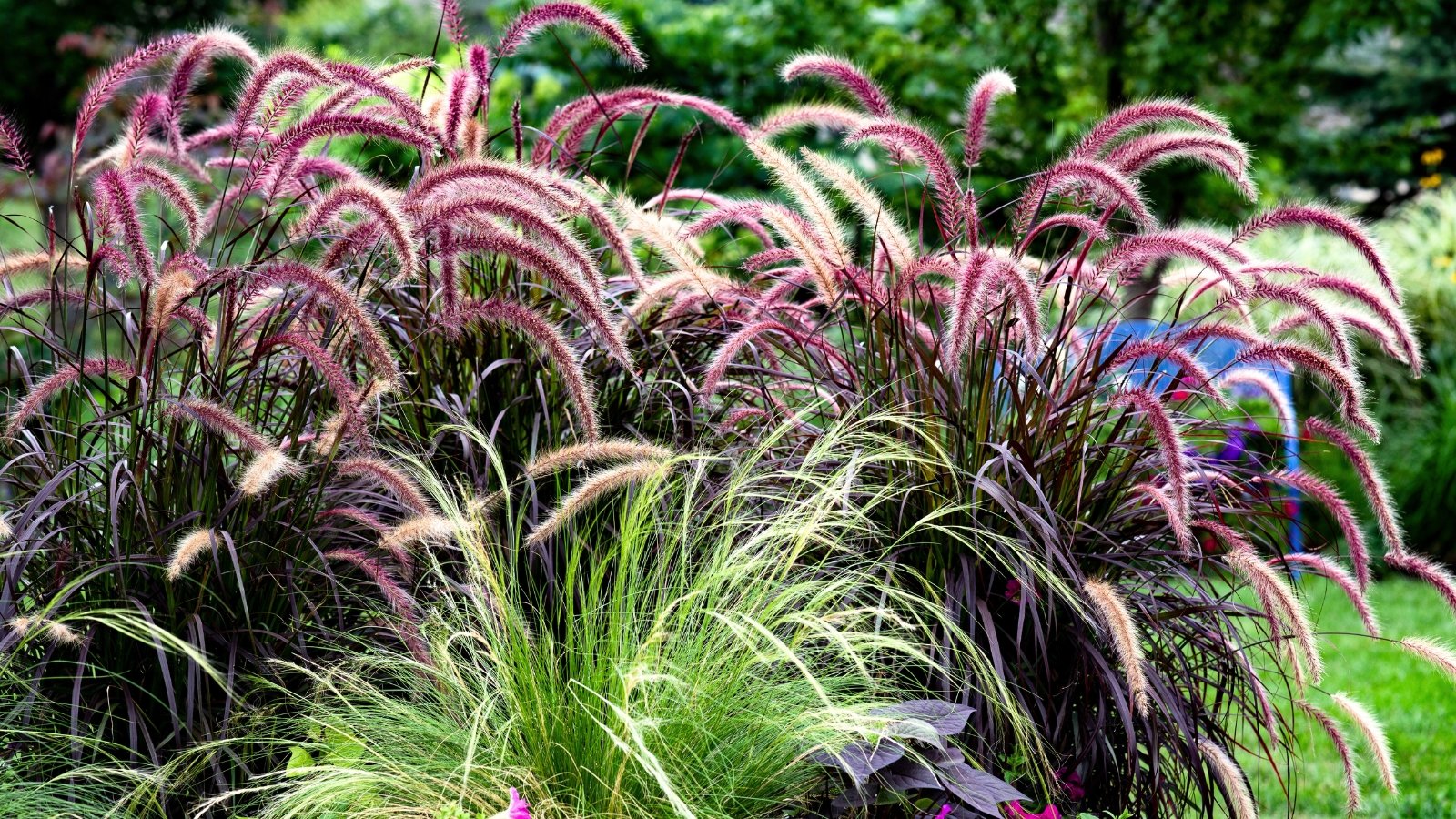 Feathery pinkish-purple plumes of fountain grass bloom atop slender green stems.