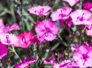 A cluster of small, fringed flowers with bright pink petals and a darker pink ring around the white center, showing how perennials crowd weeds in garden beds.