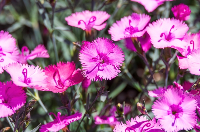 A cluster of small, fringed flowers with bright pink petals and a darker pink ring around the white center, showing how perennials crowd weeds in garden beds.
