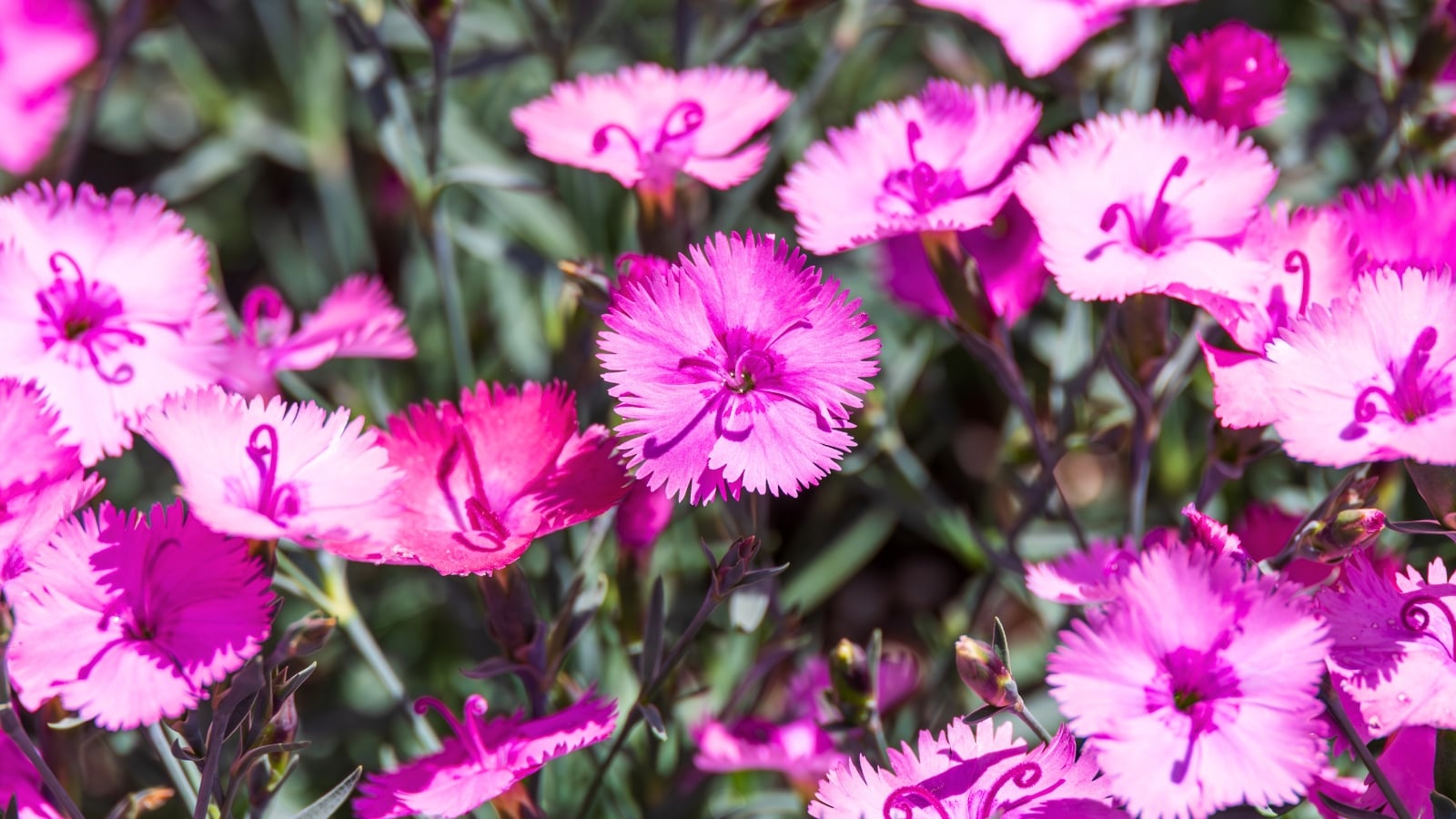 A cluster of small, fringed flowers with bright pink petals and a darker pink ring around the white center, showing how perennials crowd weeds in garden beds.