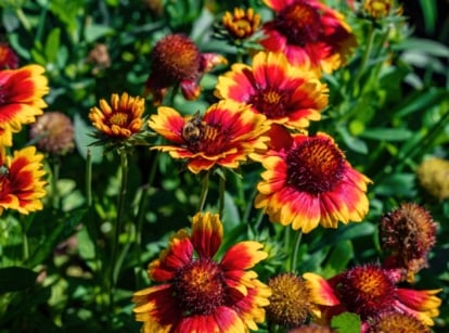 Bright red and yellow daisy-like flowers bloom on upright stems in a flower bed, a perennial to plant in September.