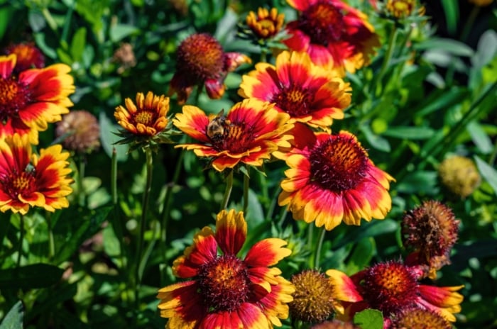 Bright red and yellow daisy-like flowers bloom on upright stems in a flower bed, a perennial to plant in September.