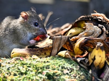 A small rat pest nibbling on food scraps amid decomposing organic matter in a compost heap.