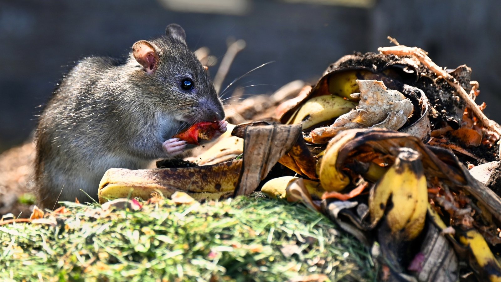 A small rat pest nibbling on food scraps amid decomposing organic matter in a compost heap.