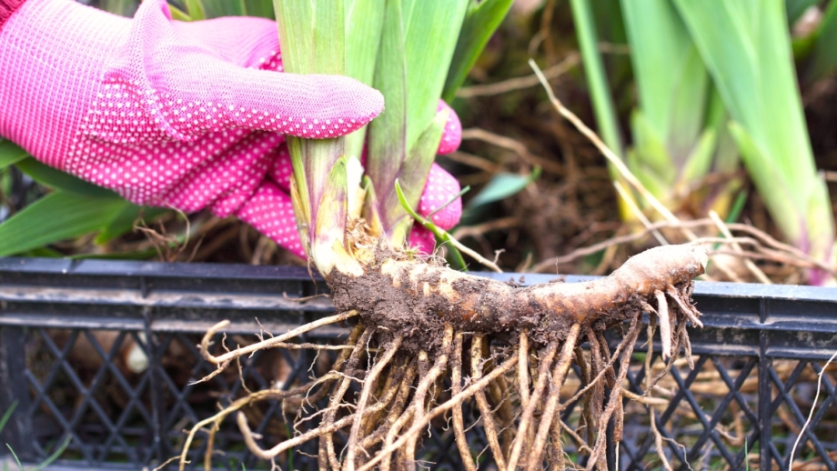When To Plant Bearded Iris Rhizomes