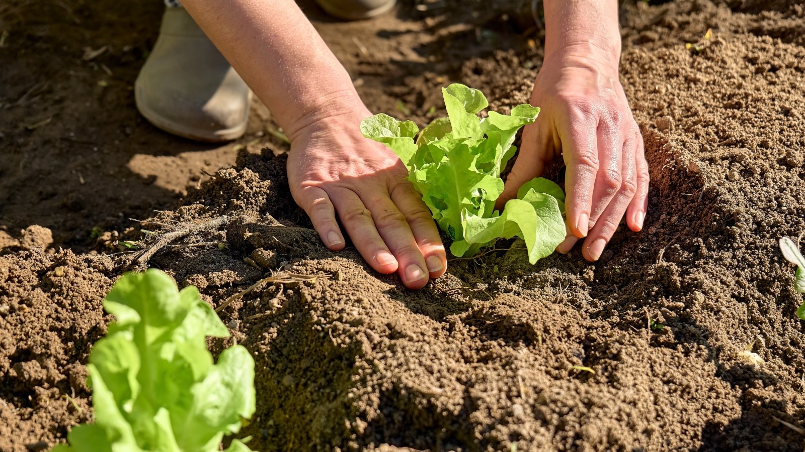 A gardener's hands plant a young lettuce seedling with wavy green leaves forming a compact rosette into loose, dark brown soil in a sunny garden.