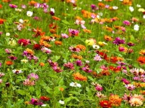 A meadow where plants fill gaps, showcasing colorful flowers in shades of pink, orange, yellow, and white with thin, feathery green leaves and stems.